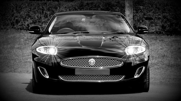 How can you train your pet to adapt to UK urban living?